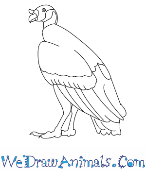 300x350 How To Draw A King Vulture - Drawing Of King