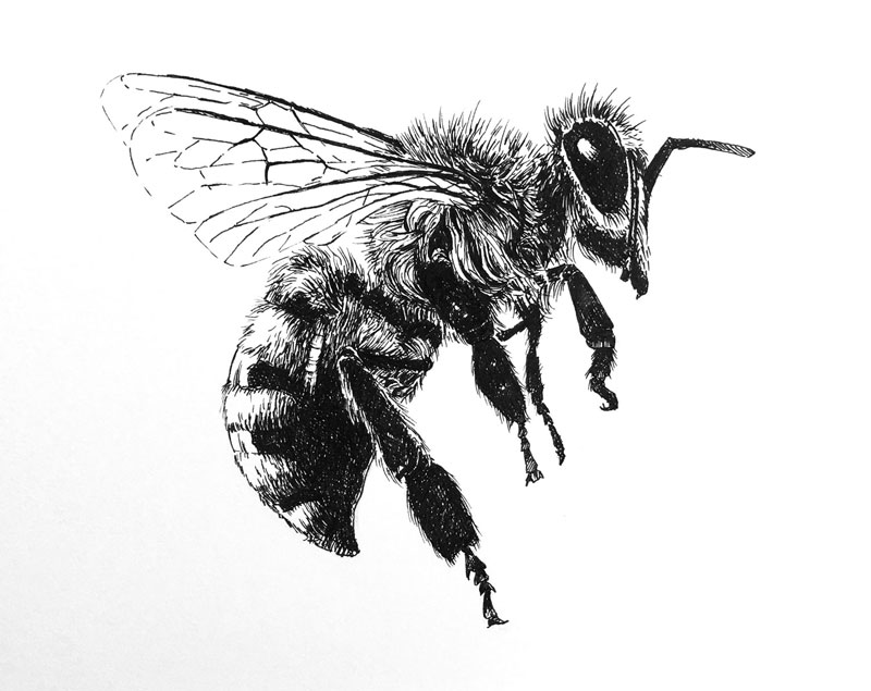 800x635 How To Draw A Bee With Pen And Ink - Drawing Of Pen