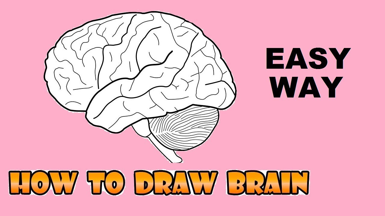 1280x720 Easy Way To Draw Human Brain - Drawing Of The Brain With Labels