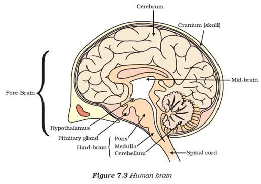 516x365 Easy Steps To Draw Human Brain - Drawing Of The Brain With Labels