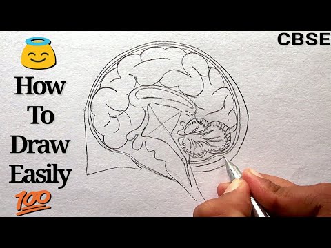 480x360 How To Draw Human Brain Step - Drawing Of The Brain With Labels