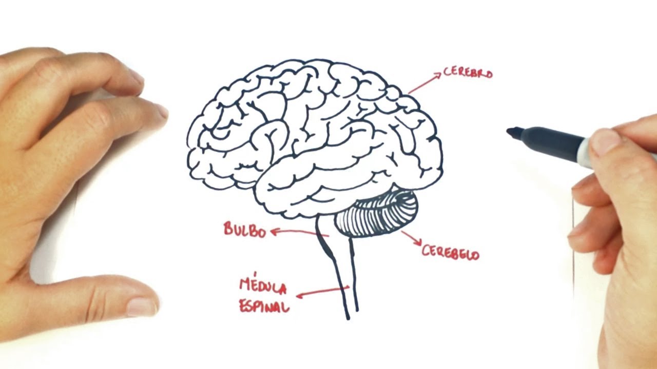 1280x720 how to draw a the human brain the human brain easy draw tutorial - Drawing Of The Brain With Labels