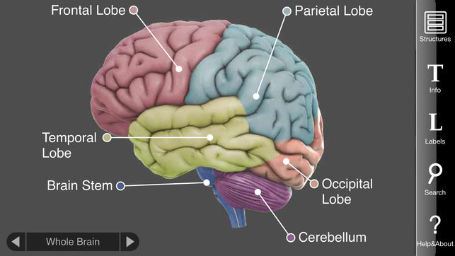 643x362 Brain On The App Store - Drawing Of The Brain With Labels