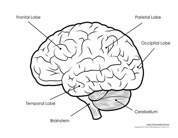600x465 Human Brain Diagram Labeled, Unlabled, And Blank Anatomy - Drawing Of The Brain With Labels