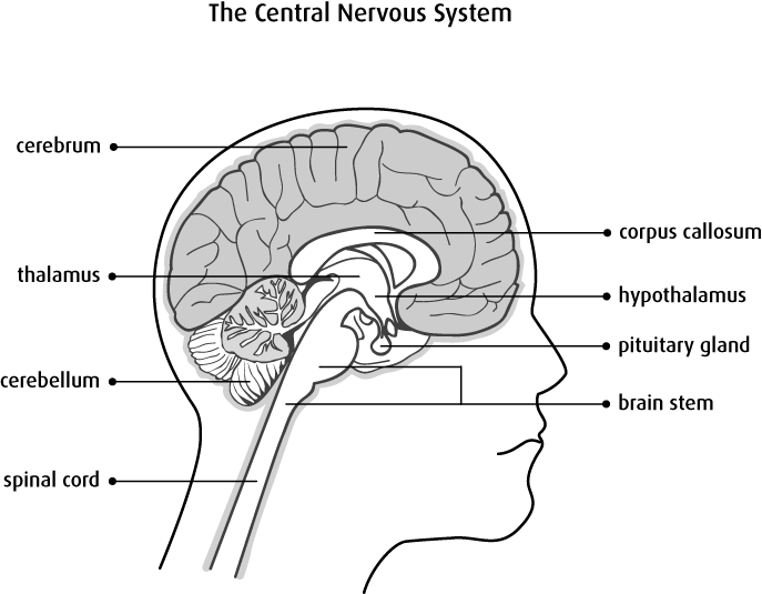 687x535 the brain and spinal cord - Drawing Of The Brain With Labels