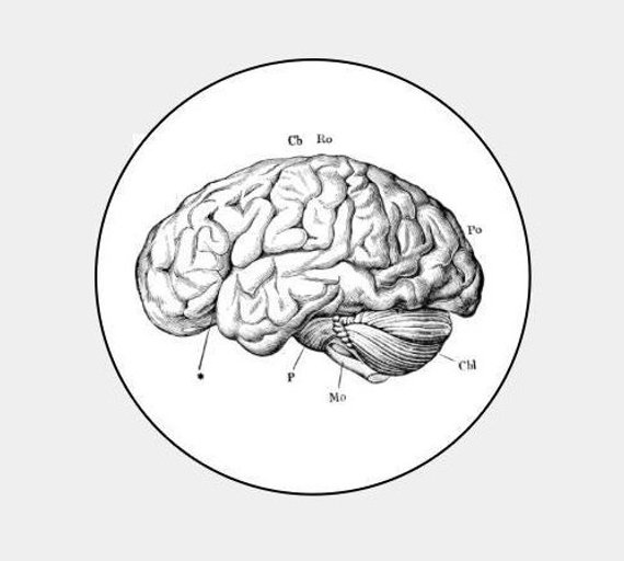 570x512 Picture - Drawing Of The Brain With Labels