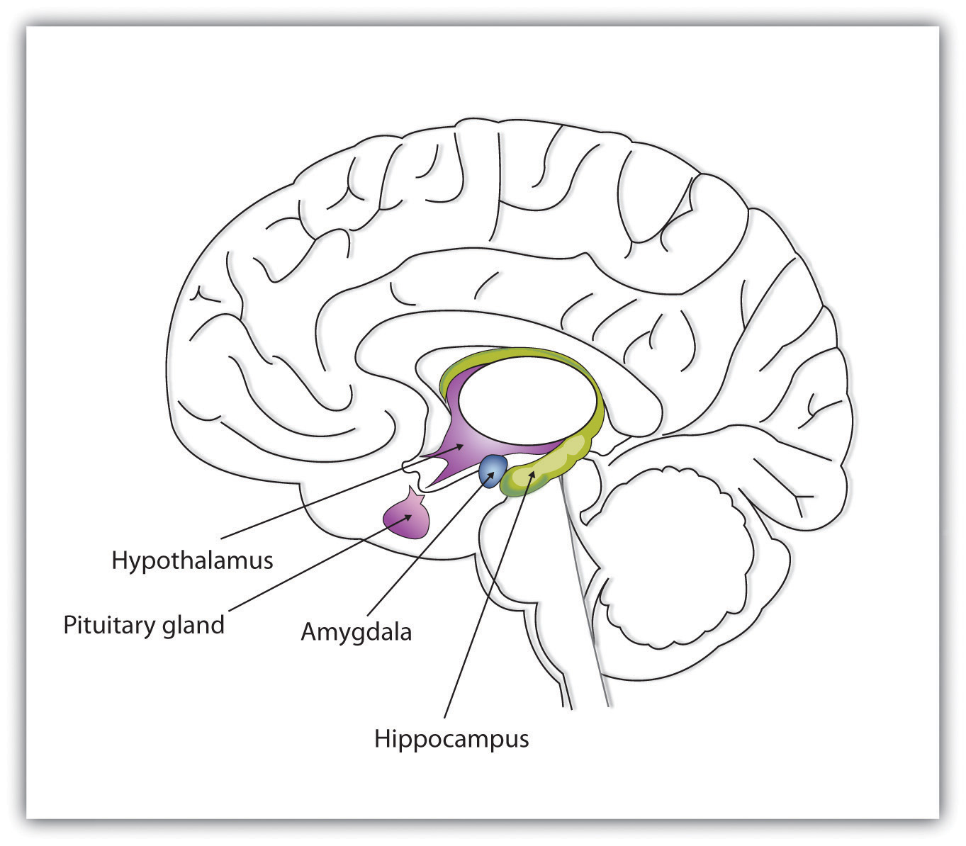 1363x1194 our brains control our thoughts, feelings, and behaviour - Drawing Of The Brain With Labels