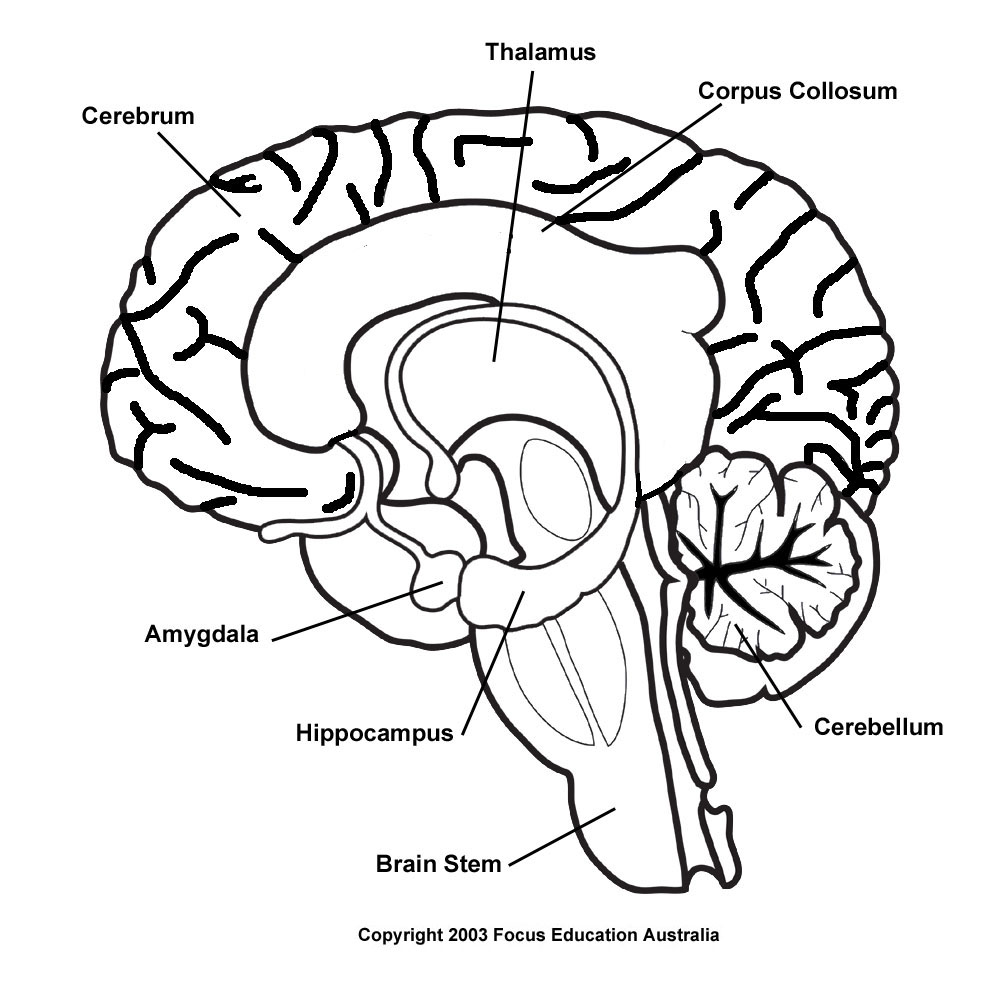 Drawing Of The Brain With Labels at PaintingValley.com ...