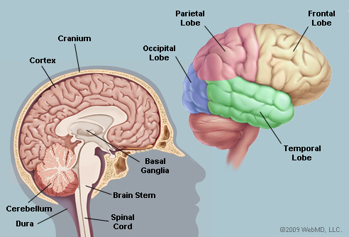 492x334 Brain - Drawing Of The Brain With Labels