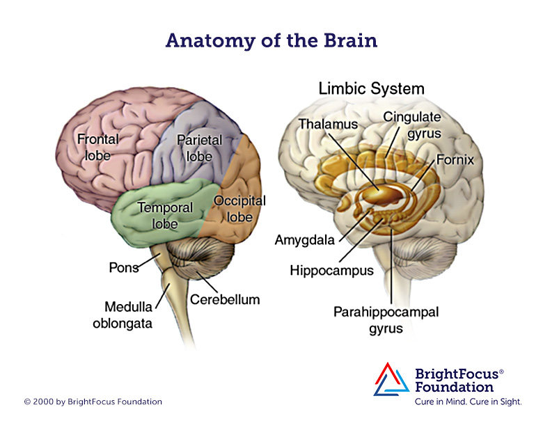 780x605 Brain Anatomy And Limbic System Brightfocus Foundation - Drawing Of The Brain With Labels