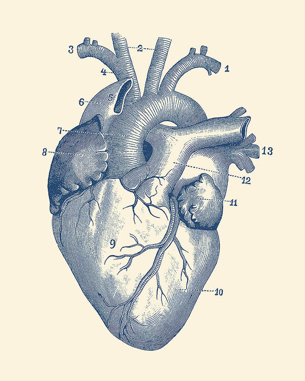 600x749 Human Heart Diagram - Drawing Of The Heart
