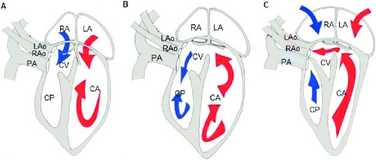 752x321 Schematic Drawing Of The Ball Python, Python Regius, Heart - Drawing Of The Heart