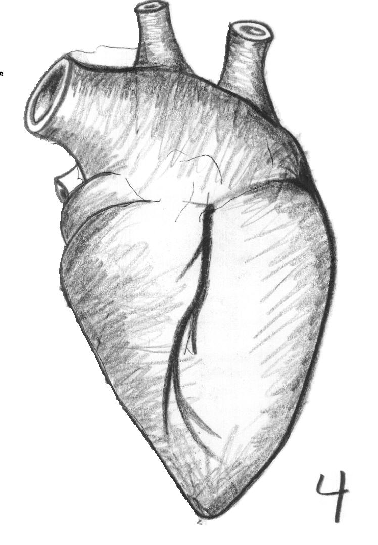 748x1080 Da Vinci And The Heart Anatomical Exploration Through The Eyes - Drawing Of The Heart