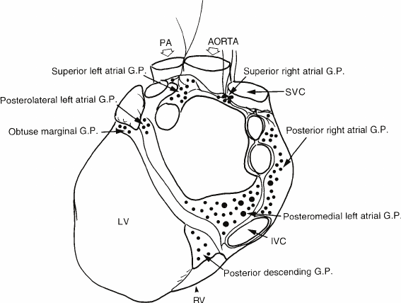 567x428 Drawing Of A Posterior View Of The Human Heart And Major Vessels - Drawing Of The Heart