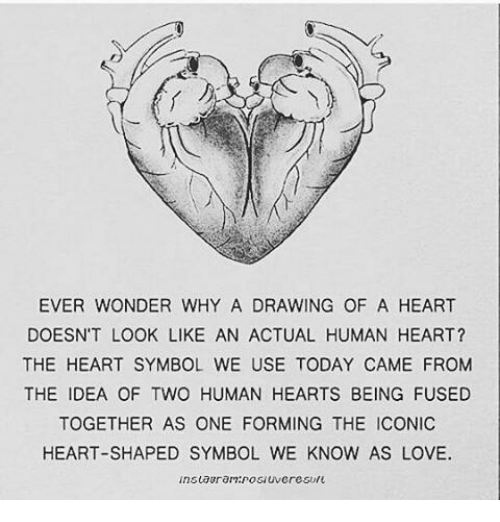 500x522 Ever Wonder Why A Drawing Of A Heart Doesn't Look Like An Actual - Drawing Of The Heart