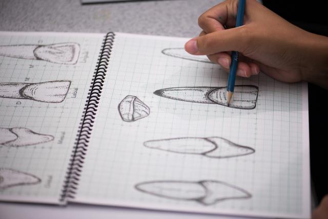 640x427 Intricate Tooth Art Helps Ui Dentistry Students Create Beautiful - Drawing Of The Teeth