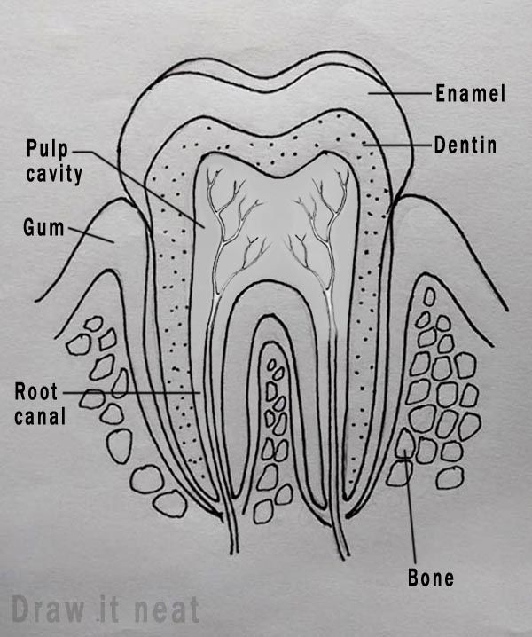 600x718 Step - Drawing Of The Teeth