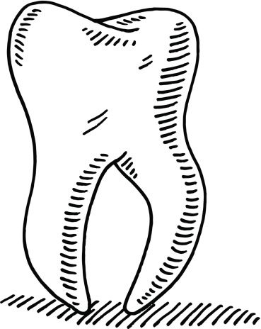 369x464 Tooth Drawing College In Teeth Drawing, Drawings, Dental Art - Drawing Of The Teeth