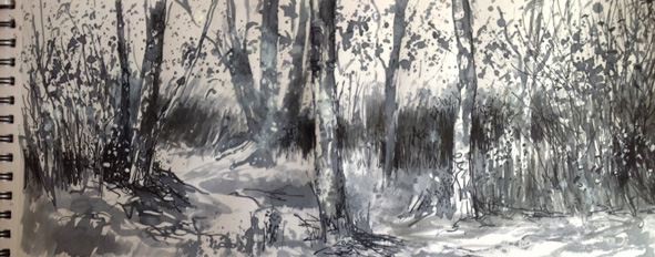 591x232 Edge Of The Woods - Drawing Of The Woods
