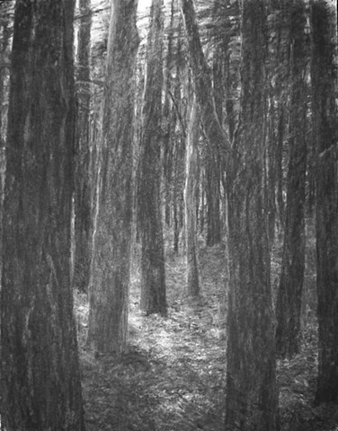 376x480 Katherine Meyer, Artist - Drawing Of The Woods