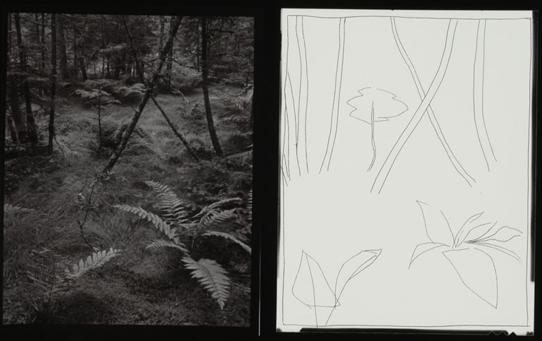 768x483 woods with fern and drawing of woods with fern the museum - Drawing Of The Woods