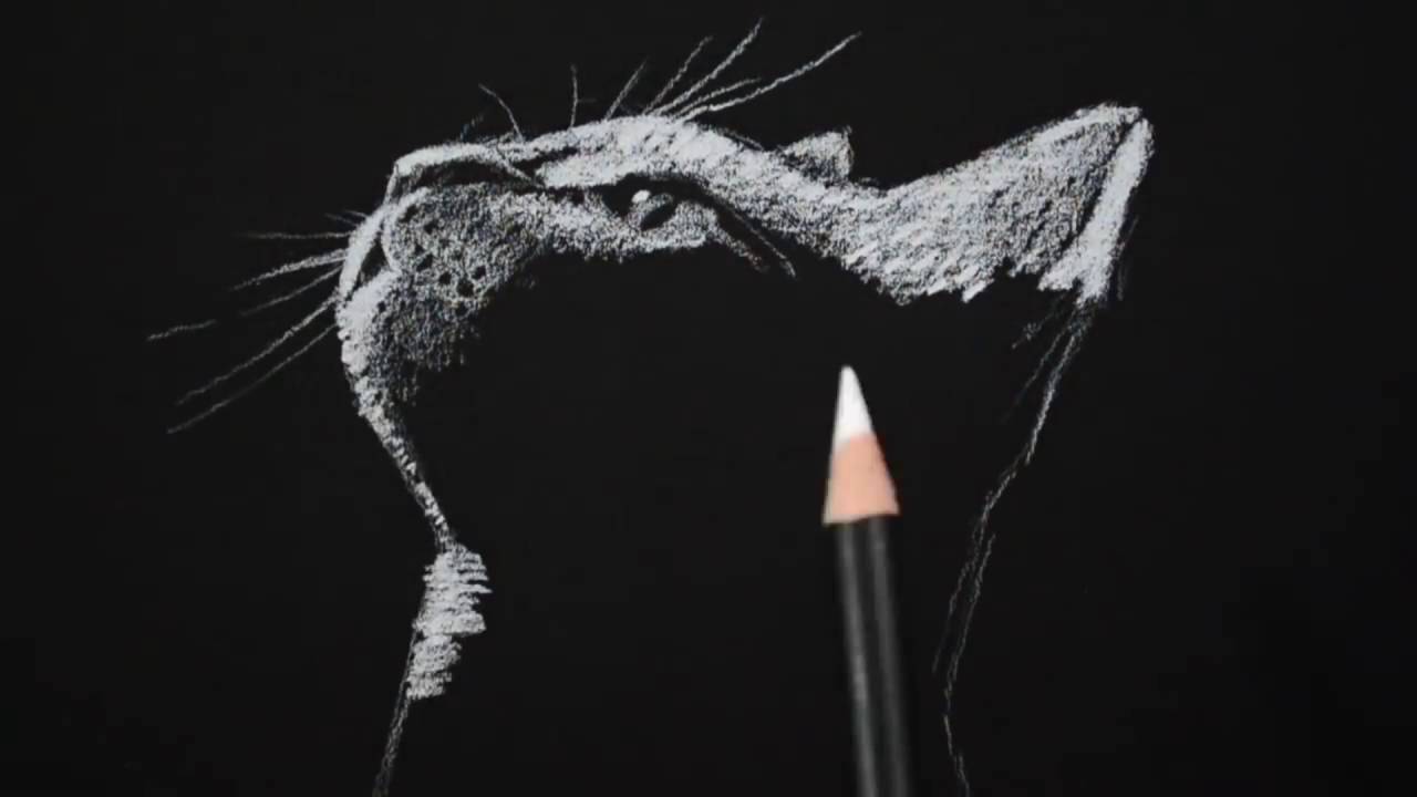1280x720 Drawing A Cat On Black Paper With White Charcoal - Drawing On Black Paper