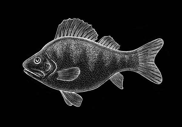 600x419 how to draw a perch with white ink on black paper - Drawing On Black Paper