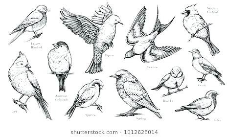 468x280 coloring pages for adults quotes halloween online bird in a nest - Drawing Online For Adults