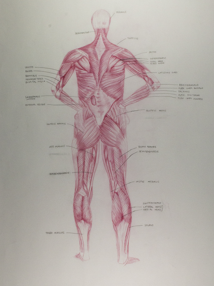 750x1000 beat reichenbach figure drawing overlay - Drawing Overlay