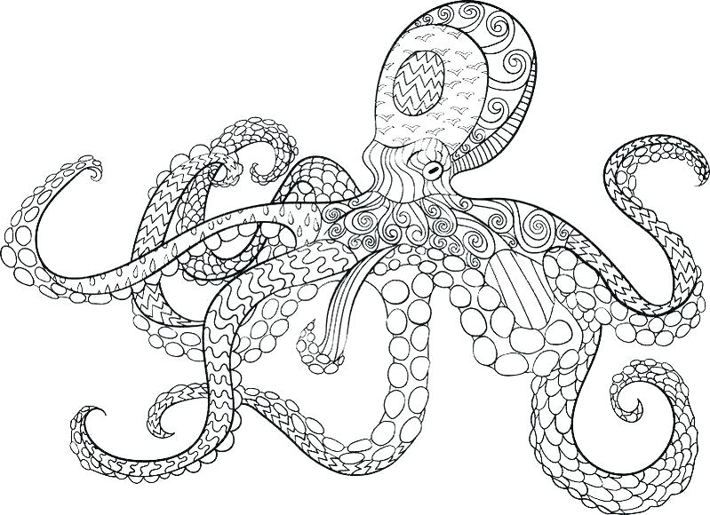 799x580 Octopus Coloring - Drawing Pages