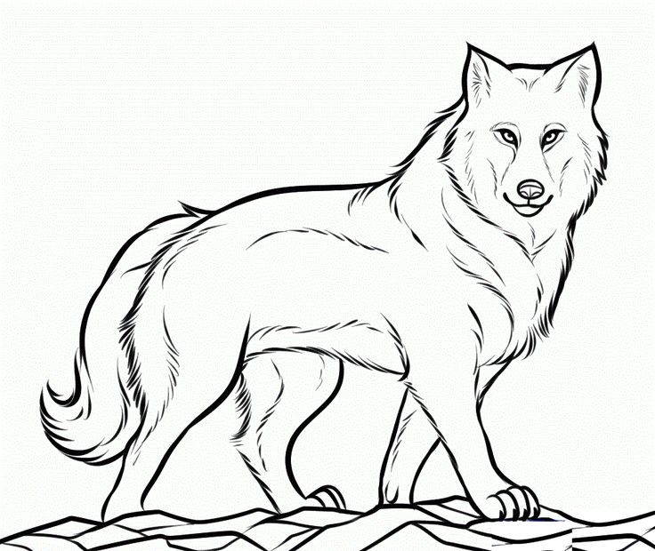 736x620 Free Printable Wolf Coloring Pages For Kids Line Art Wolf - Drawing Pages Of Animals