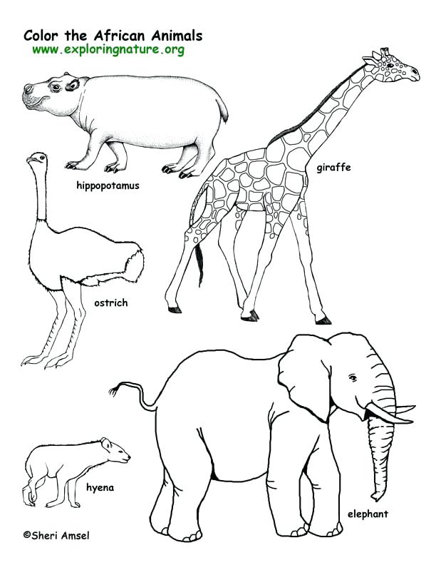 612x792 Hippo Animal Coloring Pages Animals Drawing At Of Animal Coloring - Drawing Pages Of Animals