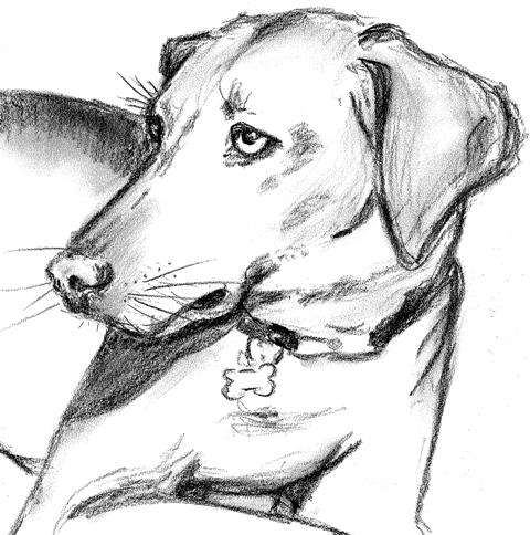 480x484 What Is The Difference Between Sketch Drawing Paper - Drawing Paper