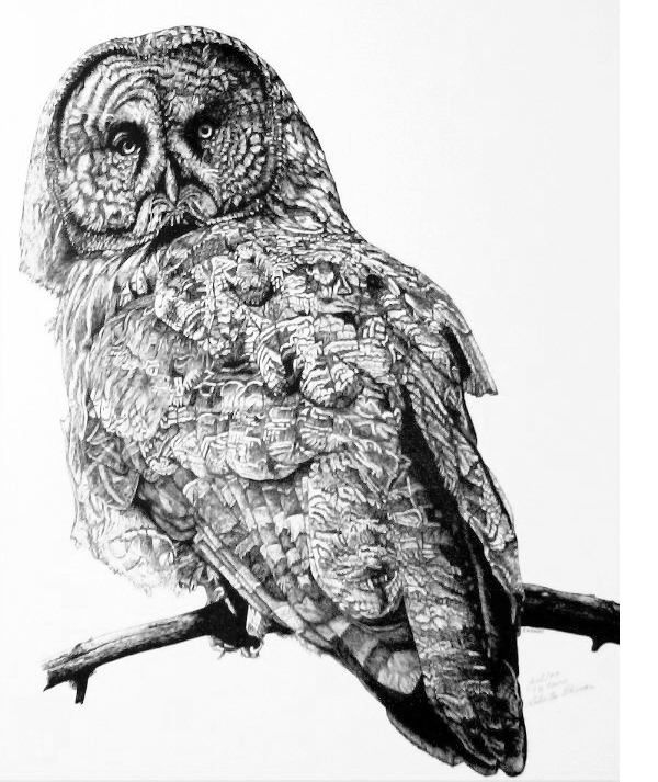 600x713 Roberta Ekman Artwork Great Grey Owl Original Drawing Pen - Drawing Pen Art