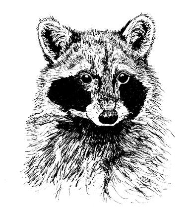 383x433 Drawing Animals In Pen And Ink - Drawing Pen Drawing
