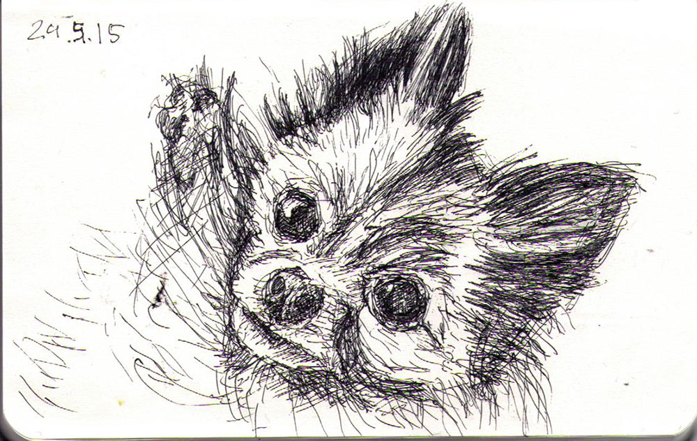 1000x632 a little dog called cleo drawn in ballpoint pen one drawing daily - Drawing Pen Drawing
