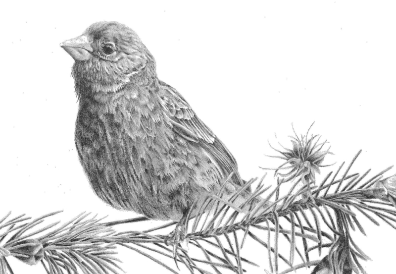 800x553 Drawing Nature, Science And Culture Natural History Illustration - Drawing Pictures Nature