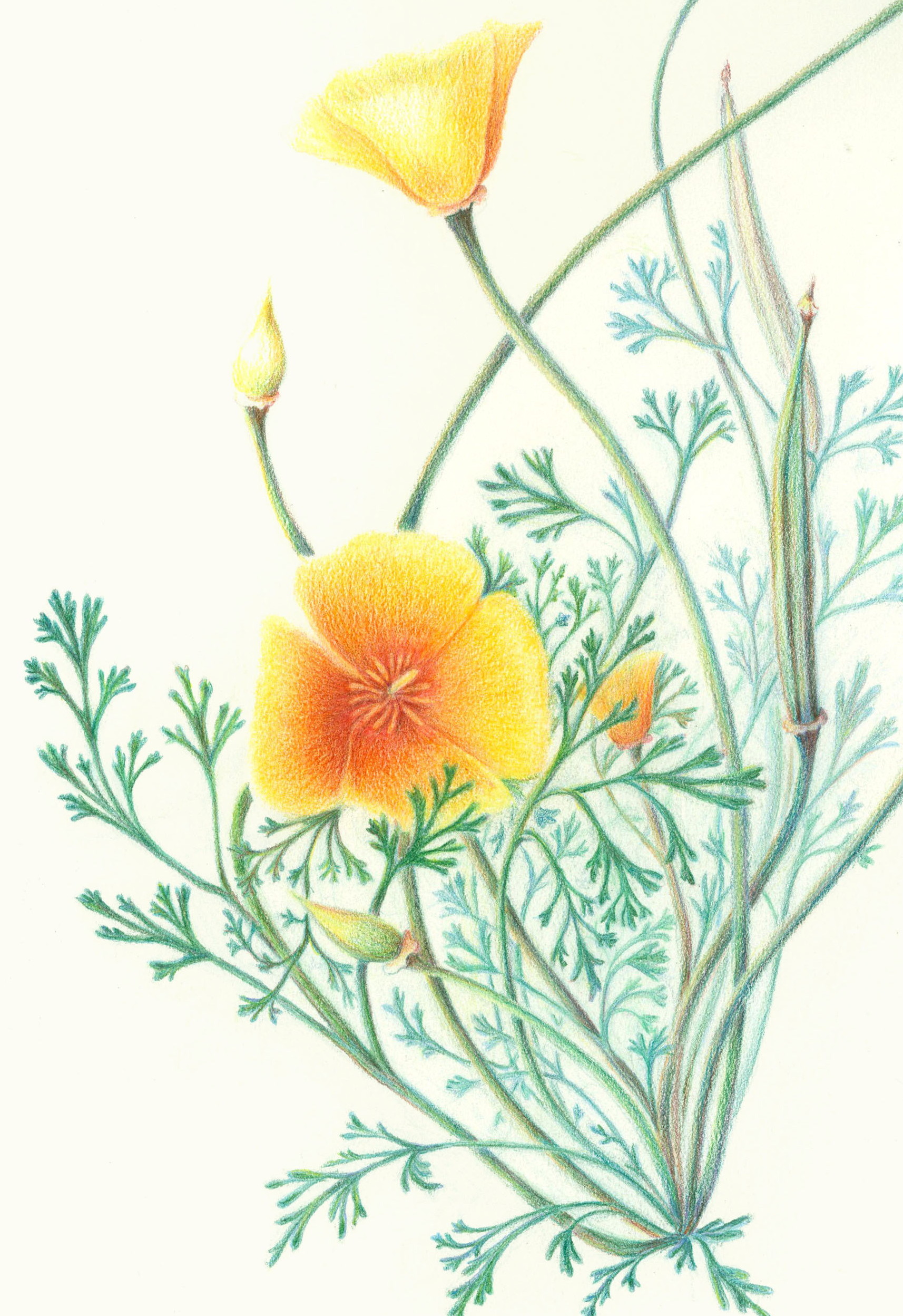 1714x2496 drawing nature colored pencil techniques workshop with nina antze - Drawing Pictures Nature