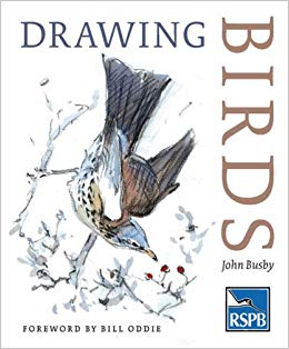 260x314 Drawing Birds - Drawing Pictures Of Birds