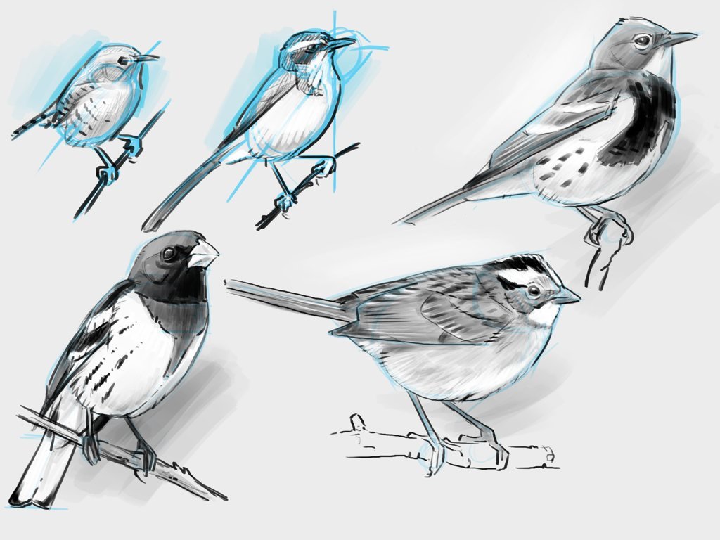 1024x768 Drawing Birds Archives - Drawing Pictures Of Birds