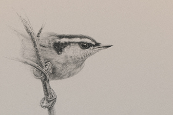 355x236 drawing demonstration a bird's eye - Drawing Pictures Of Birds