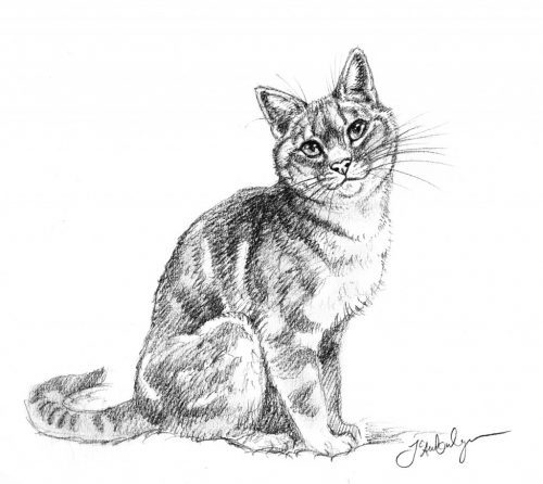 500x446 review how to draw cats and kittens a complete guide - Drawing Pictures Of Cat