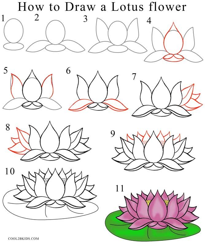 668x800 How To Draw Lotus Flower Step - Drawing Pictures Of Flowers Step By Step