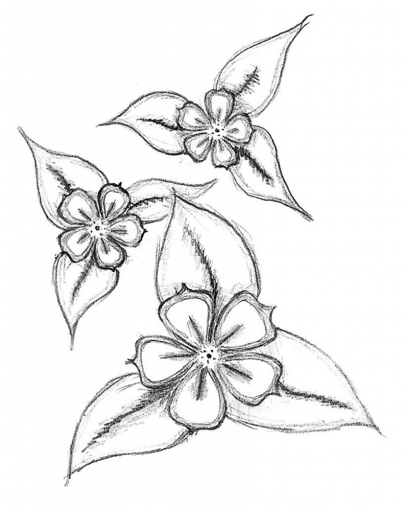 815x1024 Flower Drawing In Pencil Easy Step - Drawing Pictures Of Flowers Step By Step
