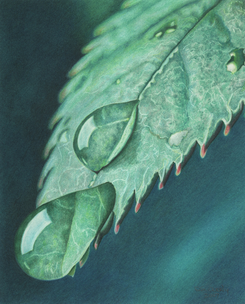 484x600 Drawing Basics Colored Pencil Drawings Of Natural Objects - Drawing Pictures Of Nature With Colour