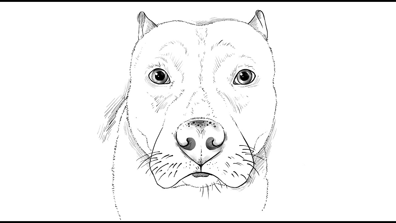 1280x720 How To Draw A Pitbull Dog - Drawing Pictures Of Pitbulls