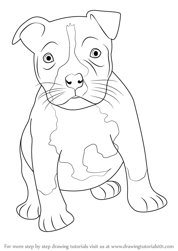 598x844 Learn How To Draw A Pitbull Puppy - Drawing Pictures Of Pitbulls