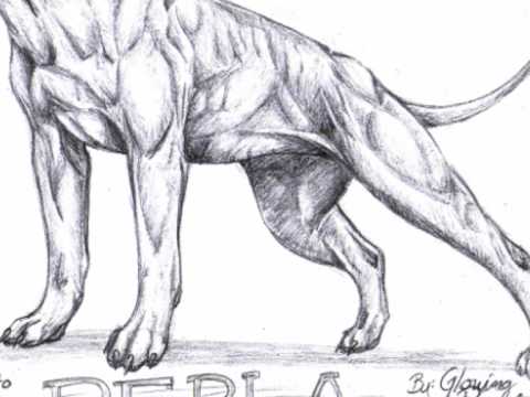 480x360 Perla The Pitbull Drawing - Drawing Pictures Of Pitbulls