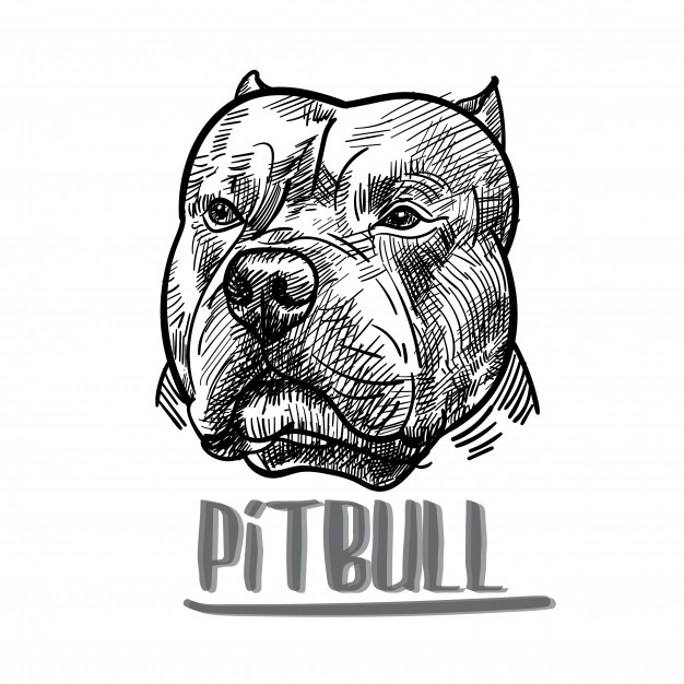 626x626 Pitbull Vectors, Photos And Free Download - Drawing Pictures Of Pitbulls