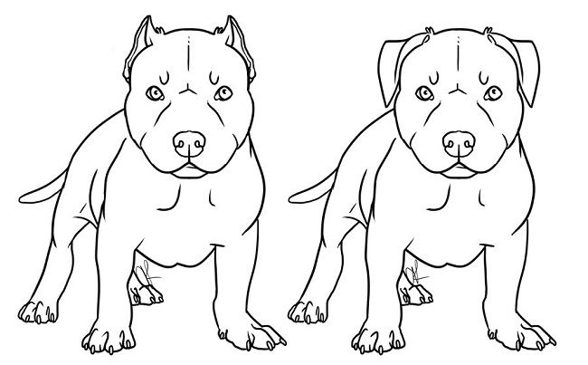 650x403 Pitbull Puppies Drawing For My Boys Puppy Drawing, Pitbull - Drawing Pictures Of Pitbulls